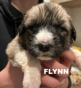 FLYNN AVAILABLE TO ADOPT